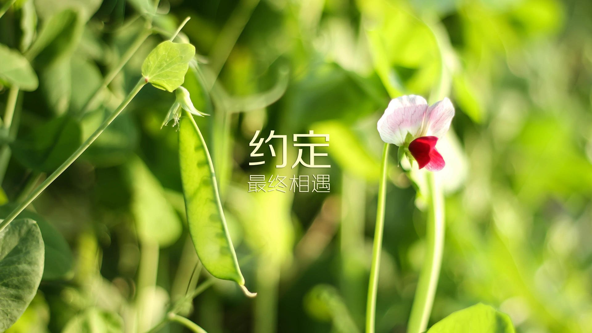 战次升级：季后赛的激烈角逐，战季2019
