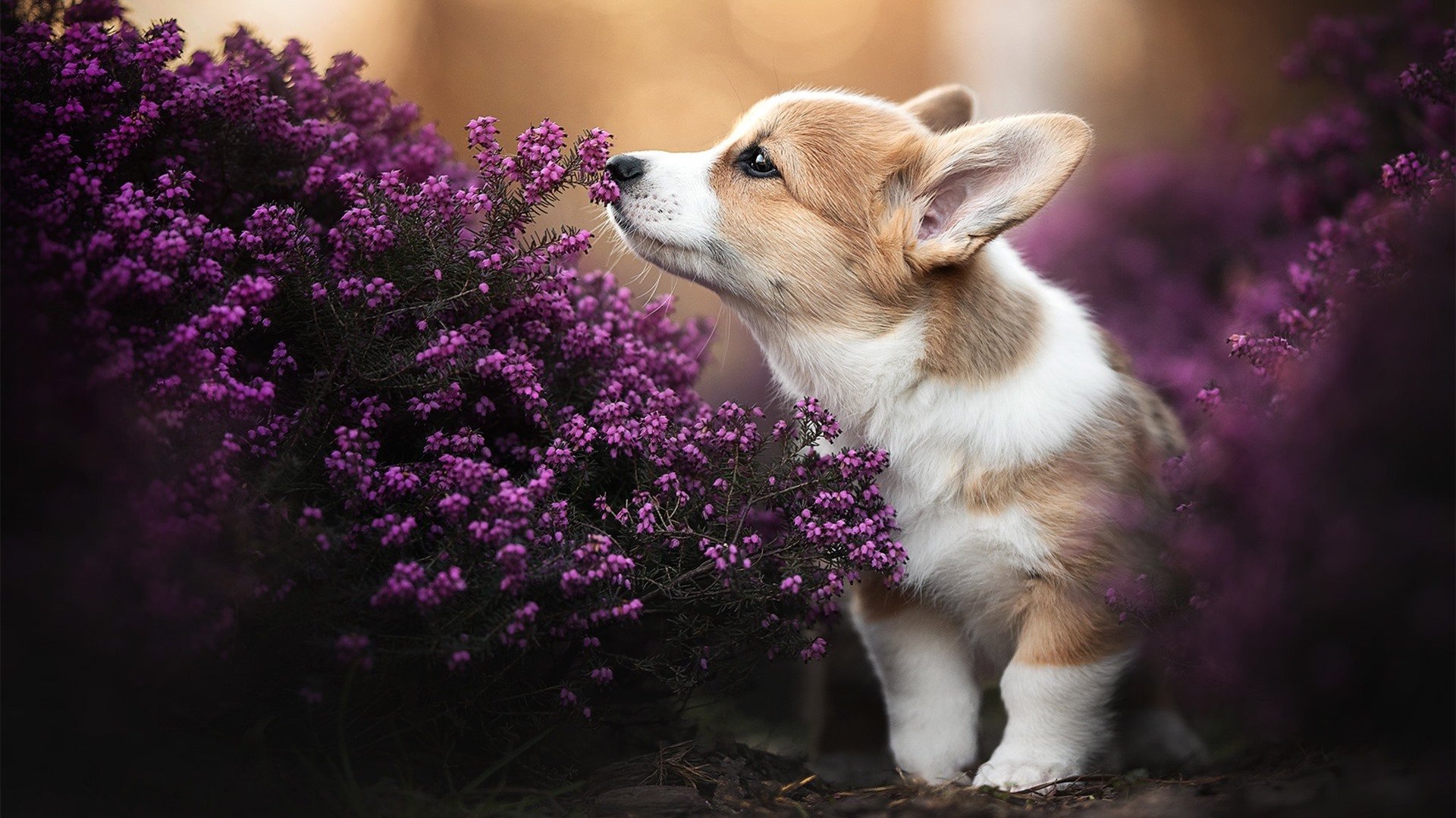 英超黄袍加身，精彩瞬间和战术创新令人期待，英超累计黄牌停赛规则