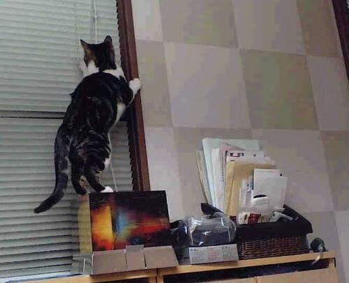 开云网页版-KPL教练团队专访揭秘，2020kpl战队教练