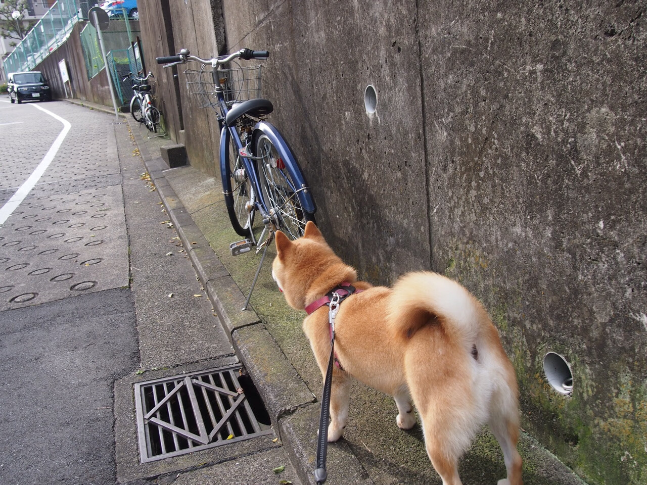 LCS战队为季后赛冲刺,lcs前几名进季后赛