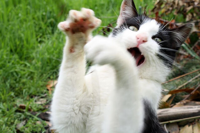 上海海港俱乐部管理层调整,上海海港俱乐部管理层调整方案