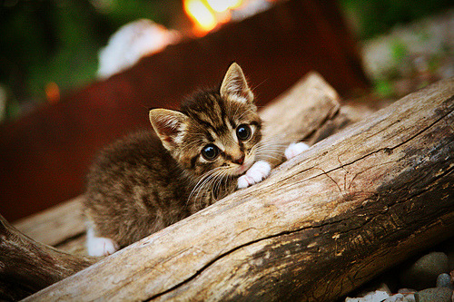 开云下载-东契奇打满全场独行侠险胜雷霆，东契奇和独行侠签了几年合同