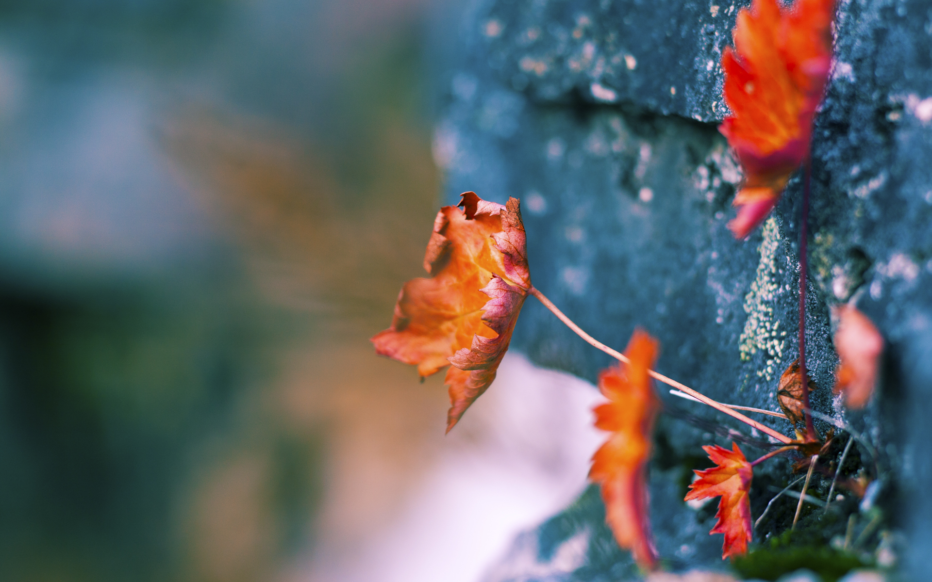 开云-全北现代中场组织节奏流畅，全北现代比赛分析