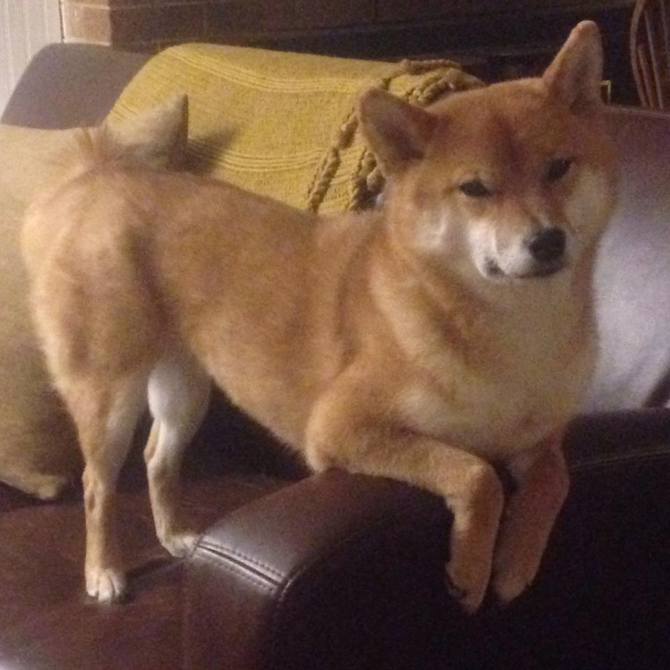 北美赛区加快青训体系建设，北美赛区是哪个国家