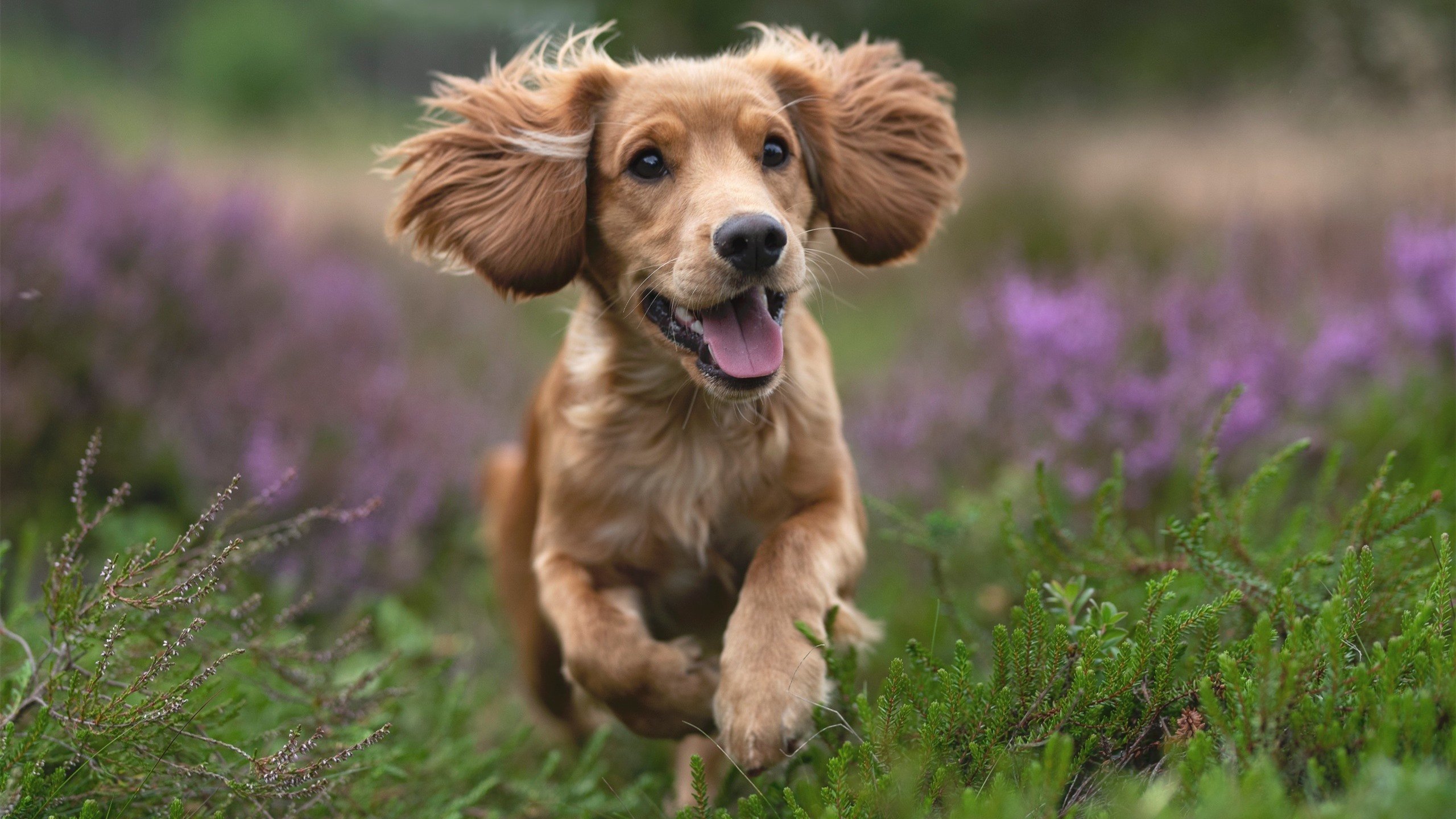 女足比赛意外事件频发,球员团结应对,女足踢比赛