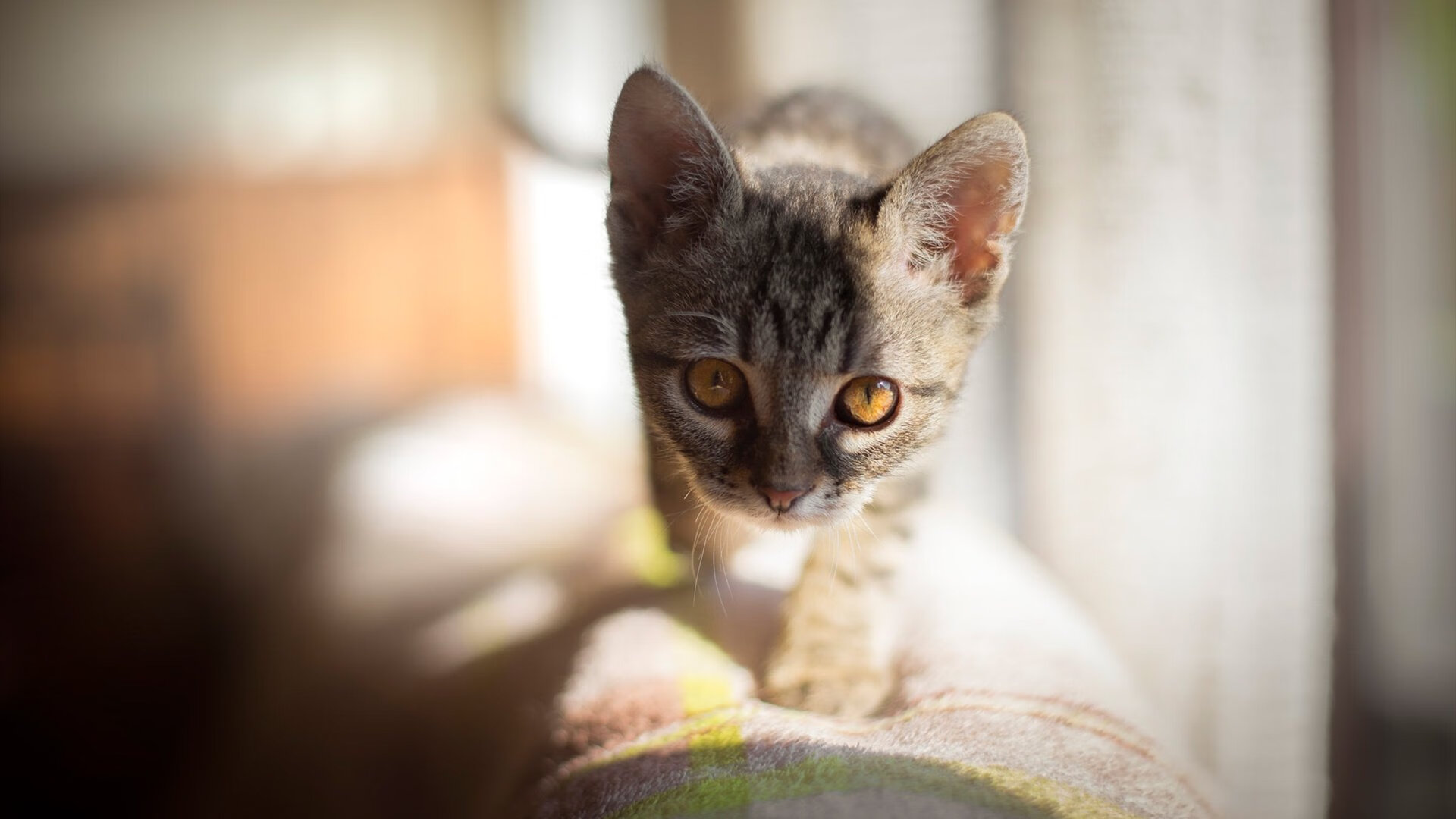 kaiyun.com-尤文图斯球员拉斐尔表现出色斩获进球，尤文图斯对费拉拉比分预测