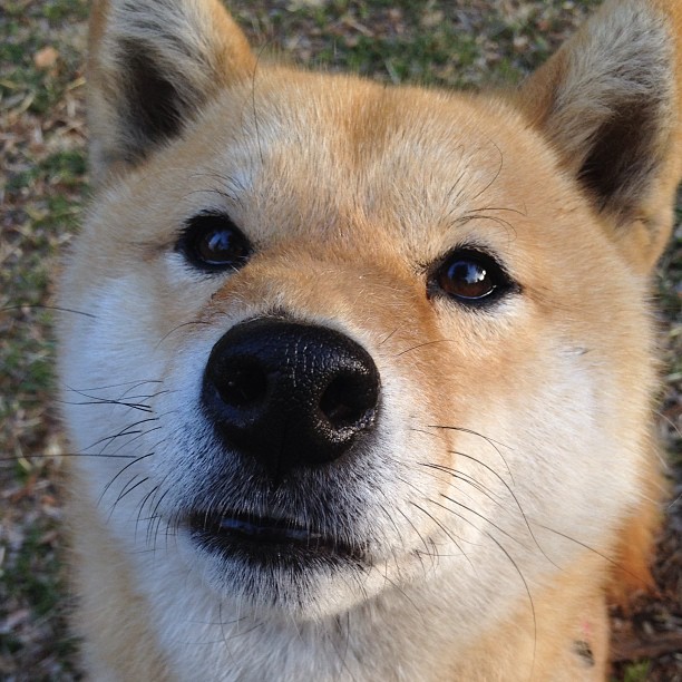 巴萨前锋低迷,球队火力不足遭遇连败,巴萨历史的传奇前锋