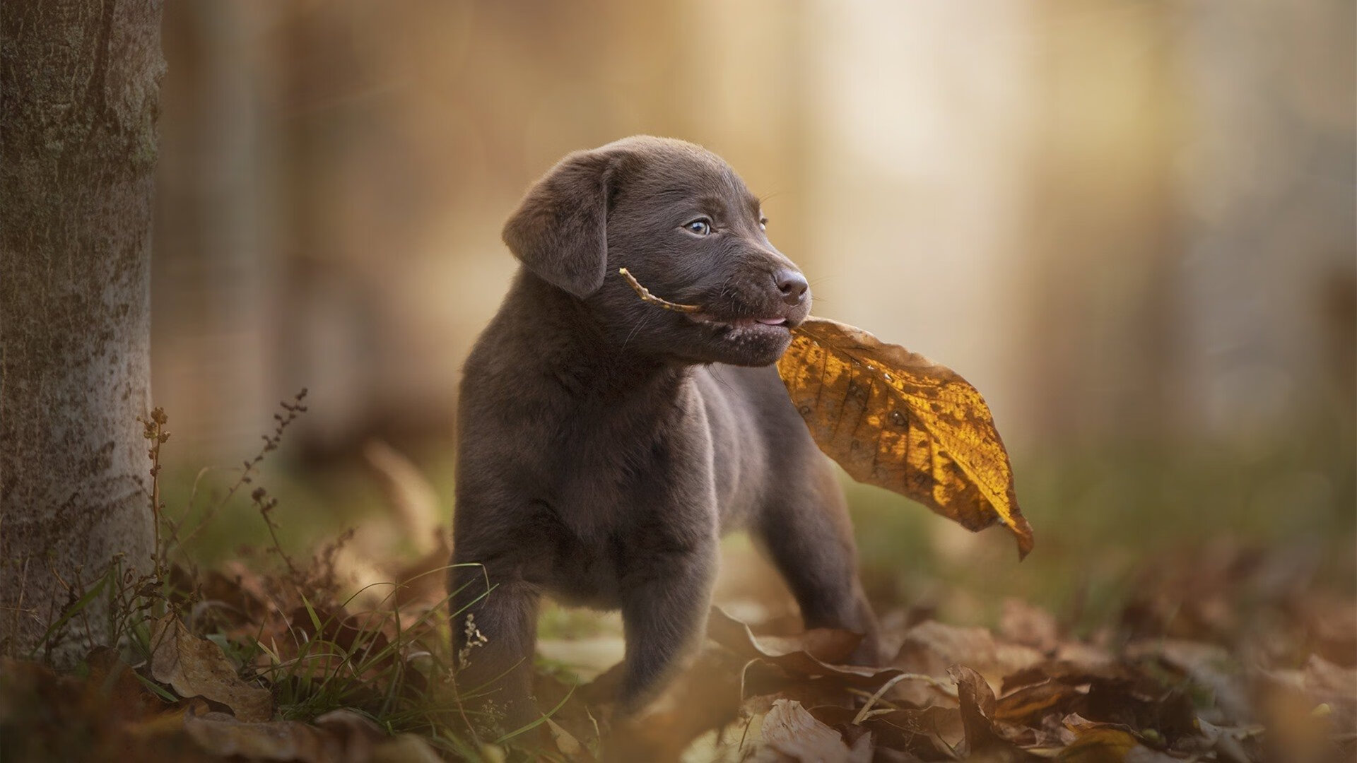 捷克逆袭击败克罗地亚,晋级欧锦赛强阵营,捷克欧洲冠军