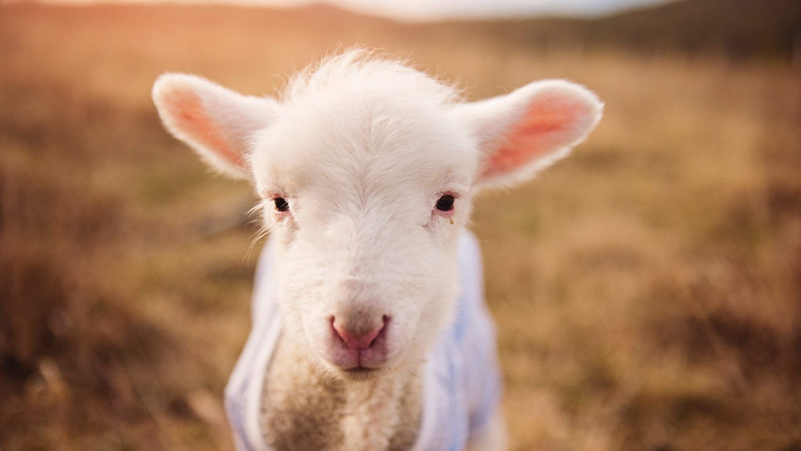 朗斯主场被尼斯逼平,保持主场不败纪录,朗斯vs圣埃蒂安聚胜顽球汇