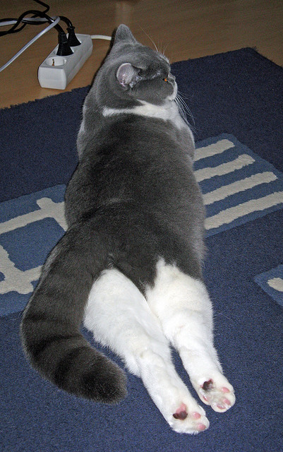 体育赛事新闻报道内容结构优化建议,体育新闻赛事报道标题大全