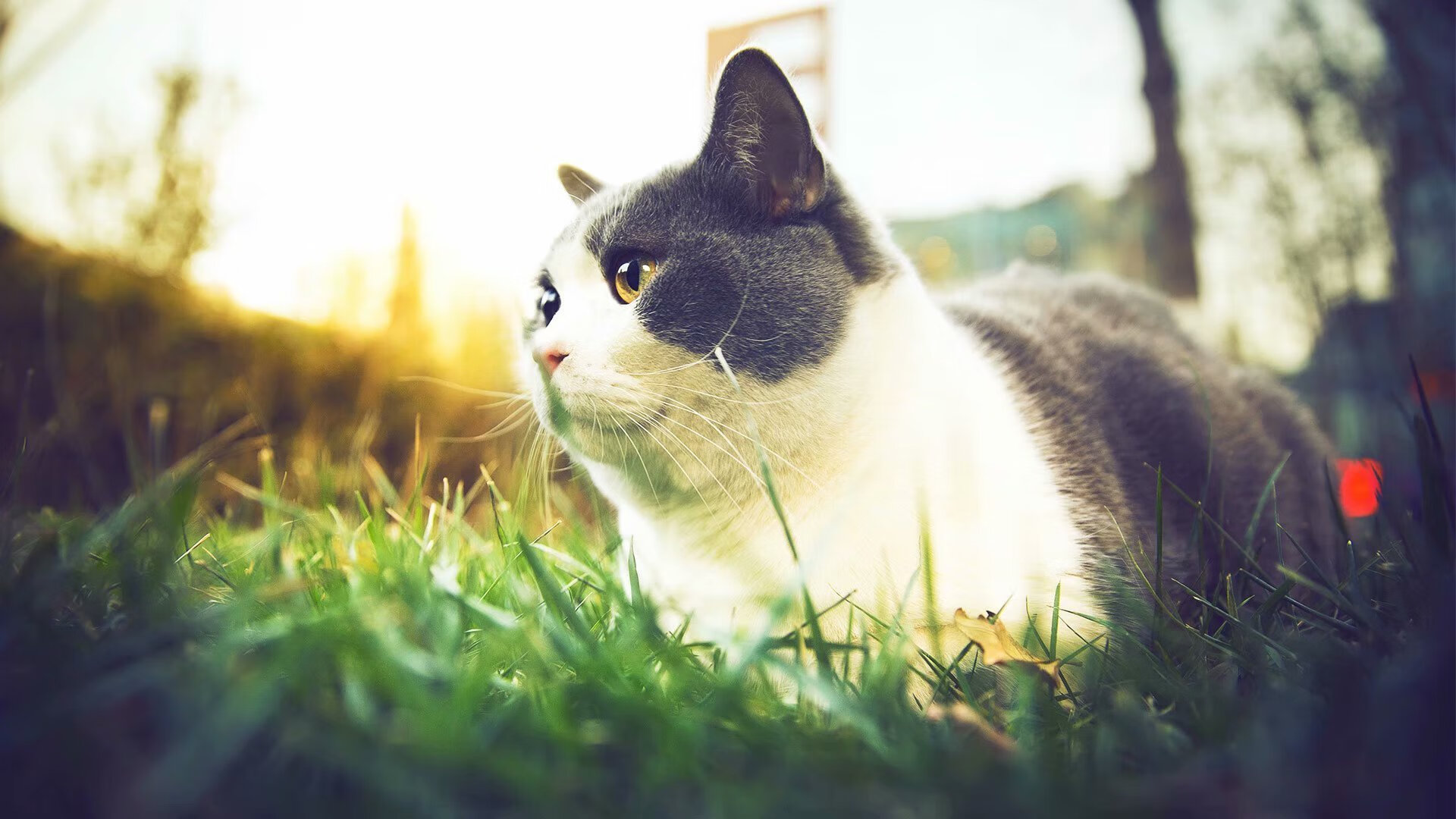 全国青少年滑水比赛激烈奋战,激情无限,全国滑水锦标赛2020