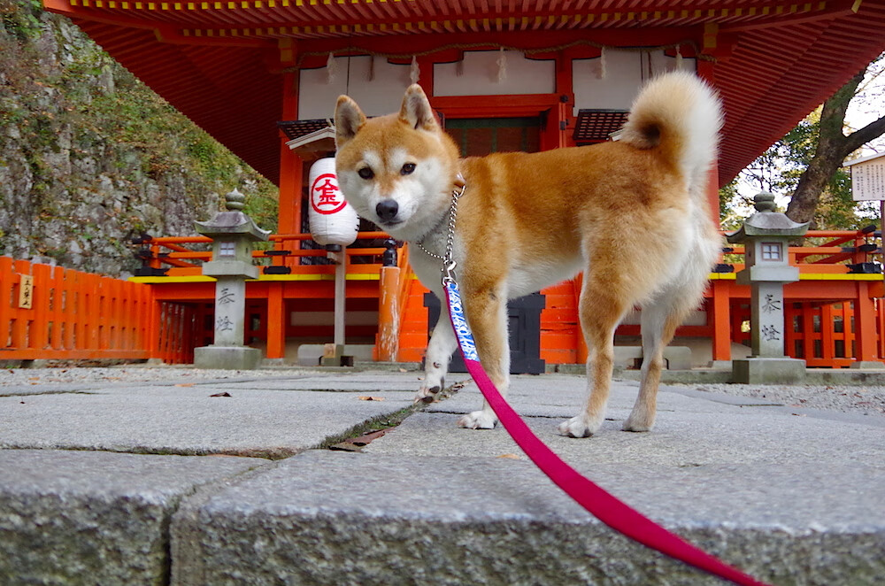 -CBA转会期焦点球员尘埃落定 联赛格局变化显现，cba球员转会情况