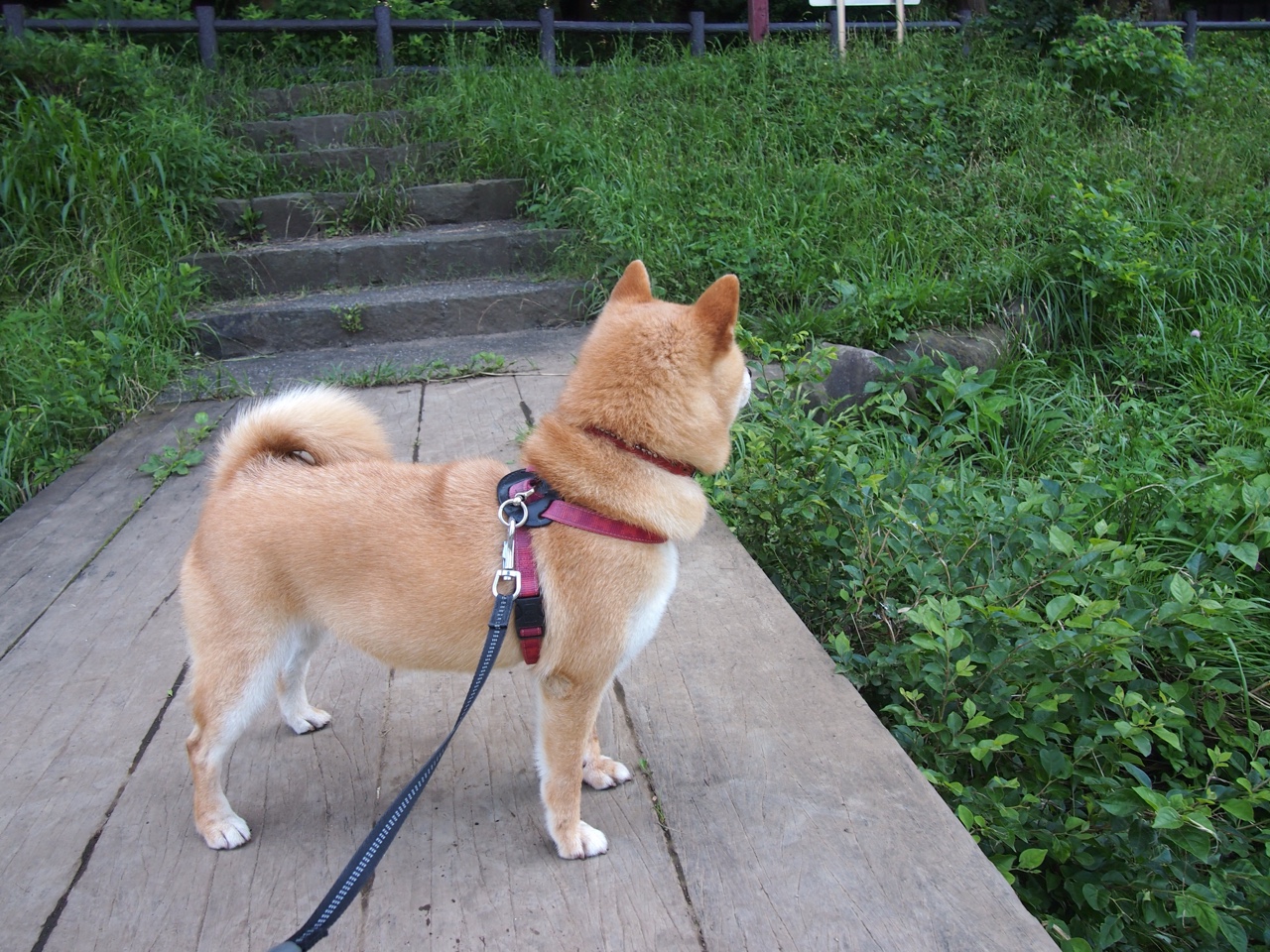 开云体育APP-中国男篮注重阵容磨合打造高效配合，中国男篮的